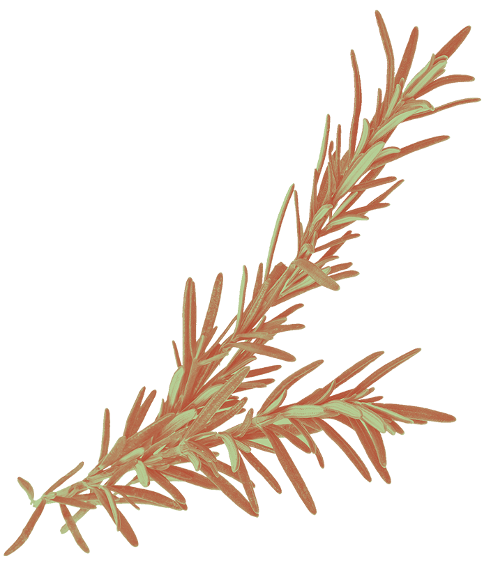 A sprig of rosemary