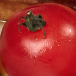 Market Tomato