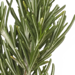 Fresh Rosemary